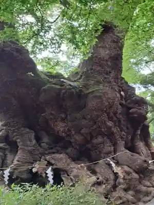 來宮神社(静岡県)