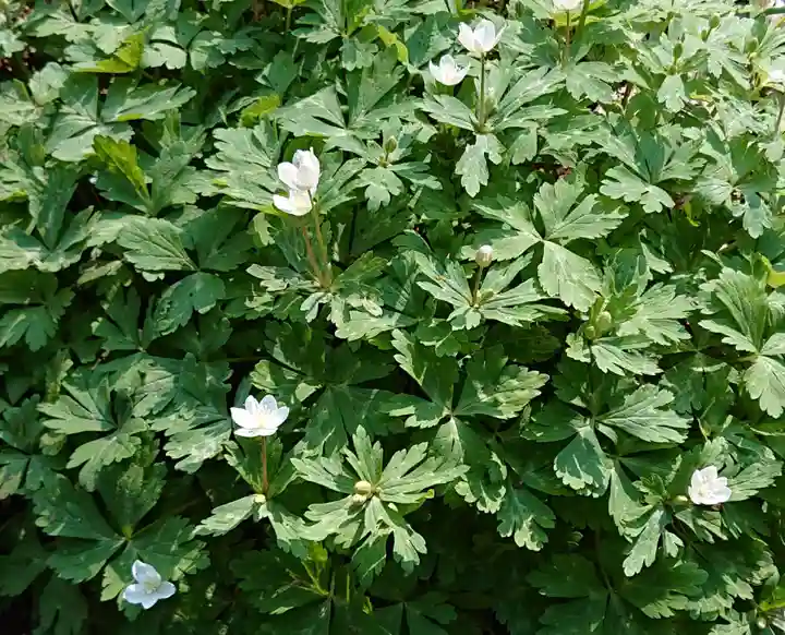 野木神社の自然