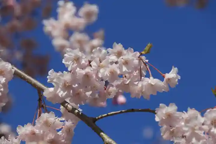 開成山大神宮の自然