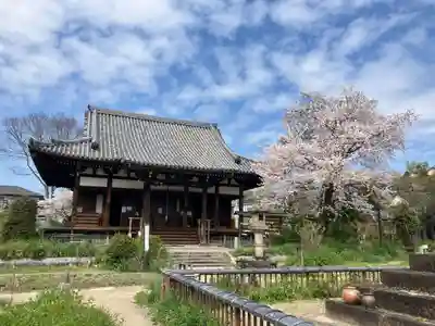 般若寺 ❁﻿コスモス寺❁(奈良県)