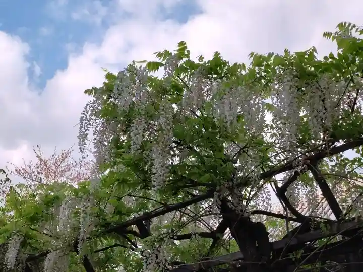 葛井寺の{uncategorized: "未分類", other: "その他", undefined: "問題あり", building: "その他建物", grave: "お墓", sacred_gate: "鳥居", guardian: "狛犬", statue: "像", buddha: "仏像", history: "歴史", nature: "自然", garden: "庭園", animal: "動物", pagoda: "塔", temizu: "手水舎", mountain_gate: "山門・神門", sanctuary: "本殿・本堂", subordinate: "末社・摂社", art: "芸術", scenery: "景色", jizo: "地蔵", ema: "絵馬", goshuin: "御朱印", omikuji: "おみくじ", items: "授与品その他", amulet: "お守り", goshuincho: "御朱印帳", eats: "食事", festival: "お祭り", votive_dance: "神楽", shichigosan: "七五三参", wedding: "結婚式", experience: "体験その他", initially: "初詣", around: "周辺", anti_infection: "感染症対策"}