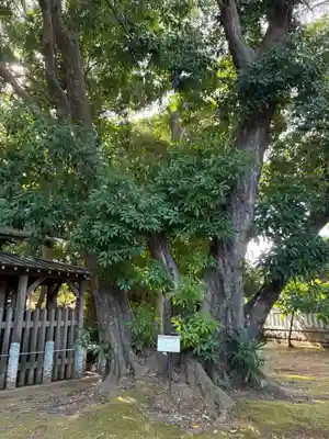 譽田八幡神社(千葉県)