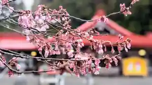 金蛇水神社の自然(2023年03月26日(日) 17時38分33秒投稿)
