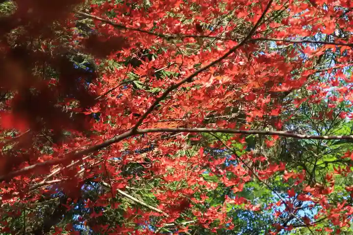 貴船神社の自然