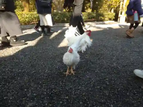 伊勢神宮内宮（皇大神宮）の動物