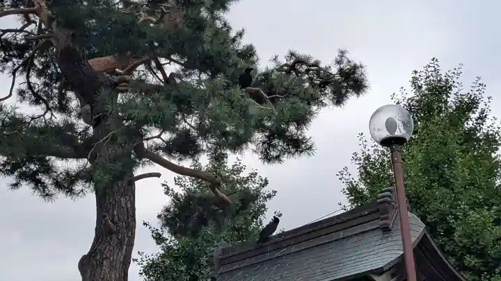 帯広別院の動物