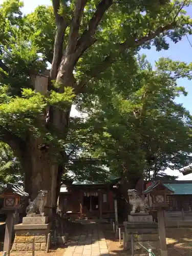 諏訪神社の自然