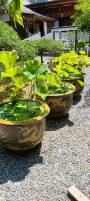 楽法寺(雨引観音)(茨城県)