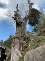 薬師如来堂の自然