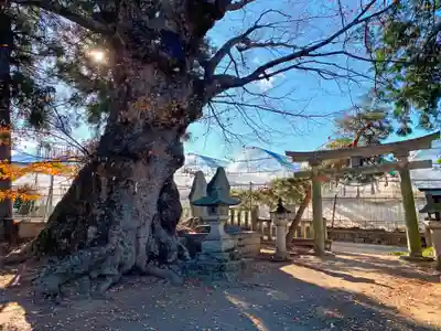 中尾神社の鳥居