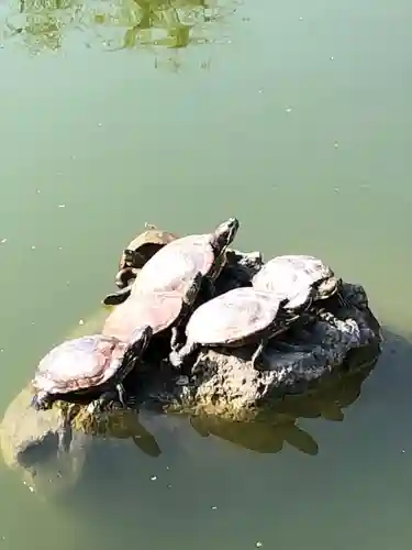 亀戸天神社の動物