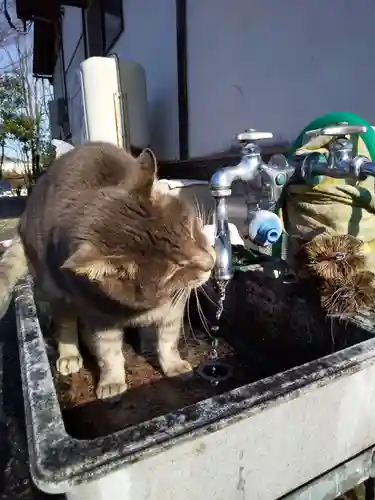 御誕生寺（猫寺）(福井県)