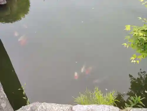 宇賀神社の動物