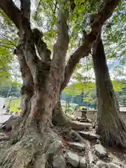 諏訪大社上社前宮(長野県)