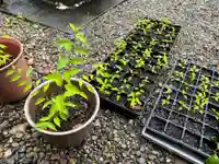 手力雄神社(岐阜県)