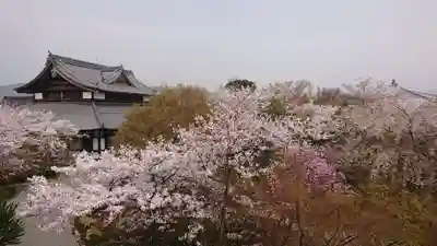 将軍塚青龍殿(青蓮院門跡)の自然