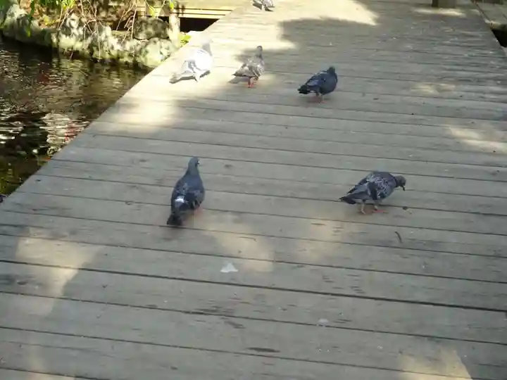 平塚八幡宮の動物