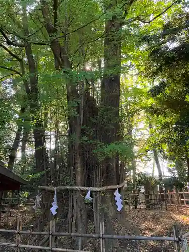 大國魂神社の自然