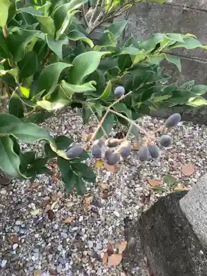 不明社（秋葉神社可能性あり）の自然
