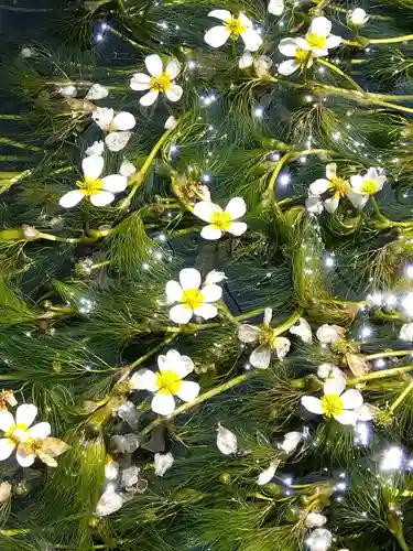 小烏神社(福井県)