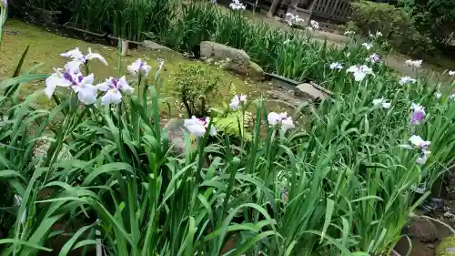 賀茂別雷神社（上賀茂神社）(京都府)