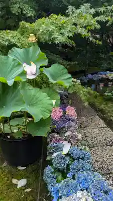 勝林寺(京都府)