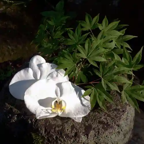 帯廣神社の手水