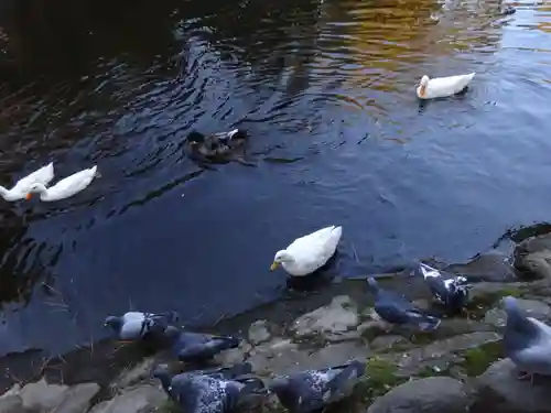 平塚八幡宮の動物