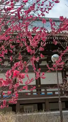  智積院(京都府)