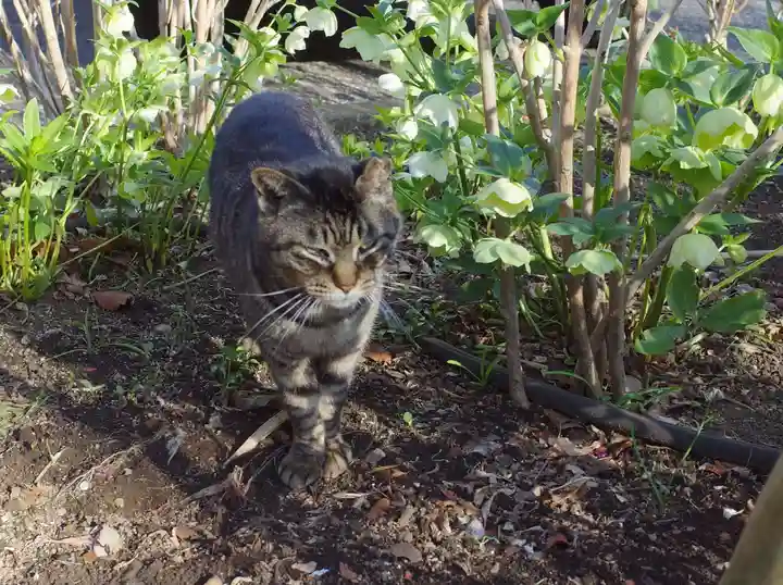 白山神社の動物