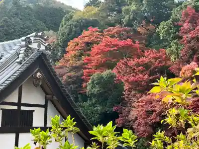 柳谷観音　楊谷寺(京都府)