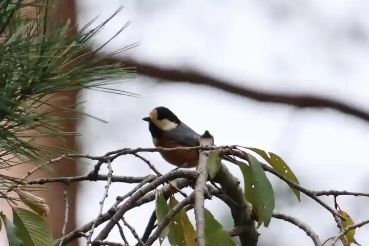 豊景神社の動物