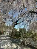 身照寺の{uncategorized: "未分類", other: "その他", undefined: "問題あり", building: "その他建物", grave: "お墓", sacred_gate: "鳥居", guardian: "狛犬", statue: "像", buddha: "仏像", history: "歴史", nature: "自然", garden: "庭園", animal: "動物", pagoda: "塔", temizu: "手水舎", mountain_gate: "山門・神門", sanctuary: "本殿・本堂", subordinate: "末社・摂社", art: "芸術", scenery: "景色", jizo: "地蔵", ema: "絵馬", goshuin: "御朱印", omikuji: "おみくじ", items: "授与品その他", amulet: "お守り", goshuincho: "御朱印帳", eats: "食事", festival: "お祭り", votive_dance: "神楽", shichigosan: "七五三参", wedding: "結婚式", experience: "体験その他", initially: "初詣", around: "周辺", anti_infection: "感染症対策"}