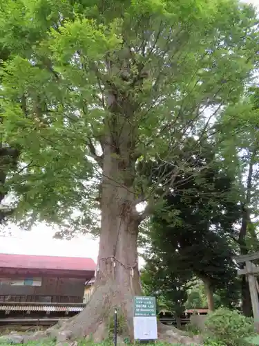 出雲大社相模分祠の自然