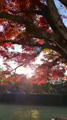 賀茂別雷神社（上賀茂神社）の自然