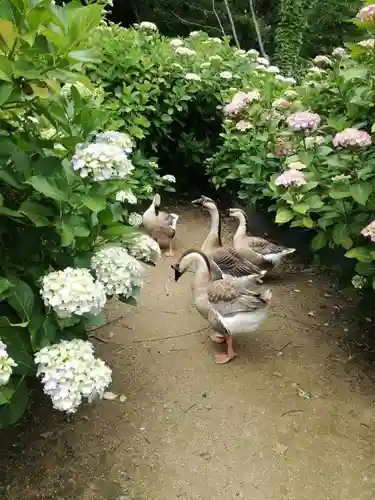 楽法寺（雨引観音）の動物