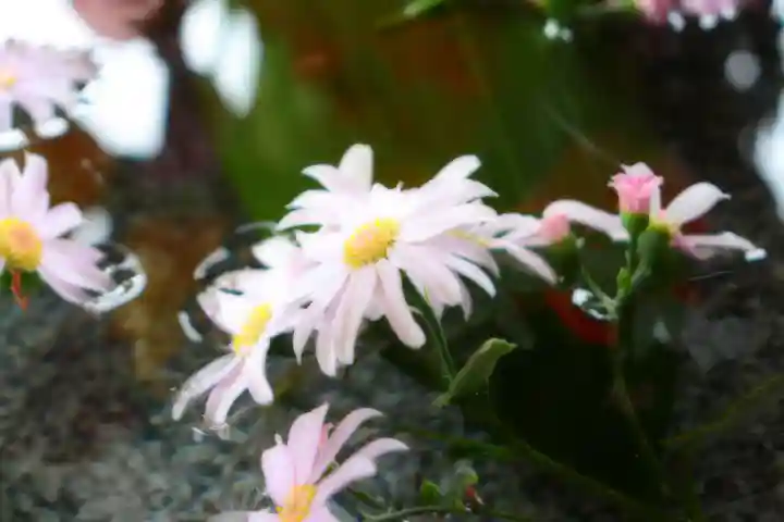 三津厳島神社の自然