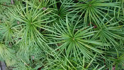 高野山金剛峯寺奥の院の自然