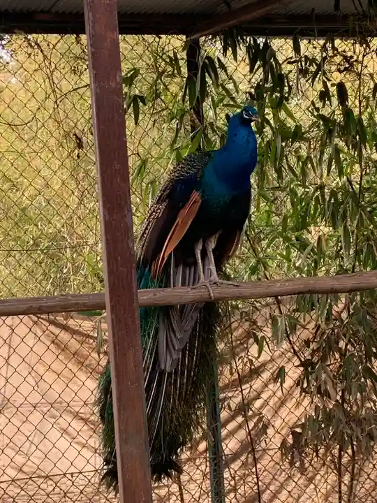 進雄神社の動物