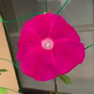 豊景神社の自然(2020年09月11日(金) 05時22分28秒投稿)