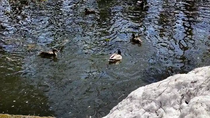 永山神社の動物