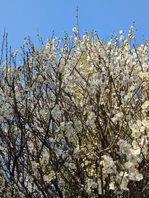 東神奈川熊野神社(神奈川県)