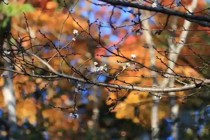開成山大神宮の自然