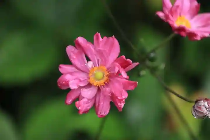 豊景神社の自然