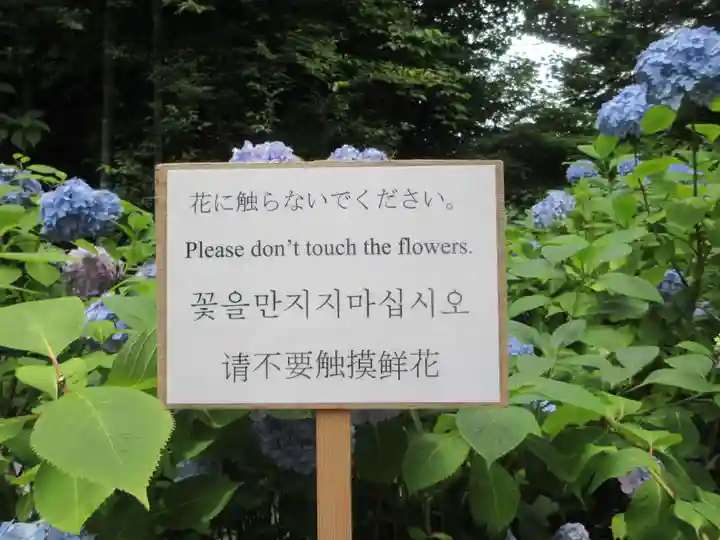 明月院(神奈川県)