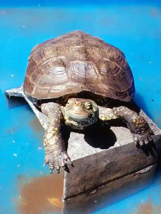 下谷神社(東京都)