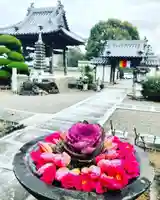 真言宗 善通寺派 薬王寺(香川県)