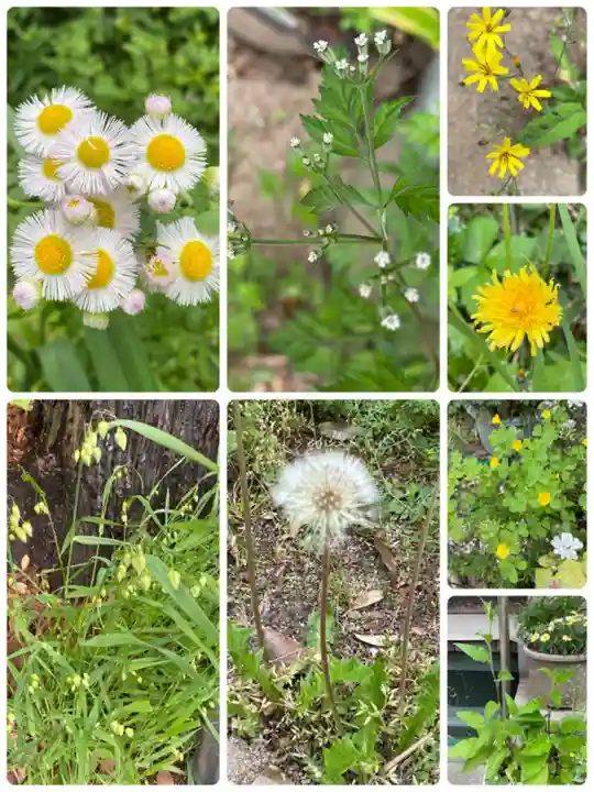 岡部春日神社~👹鬼門よけの🌺花咲く🌺やしろ~(福島県)