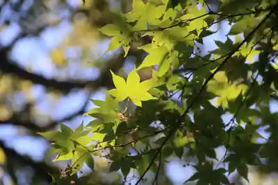 神炊館神社 ⁂奥州須賀川総鎮守⁂の自然