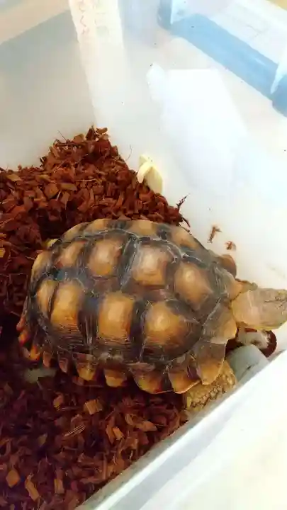 越谷香取神社の動物